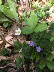 Fragaria vesca