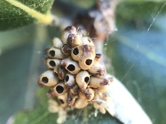 Callirhytis serricornis