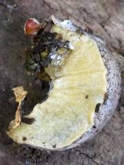 Tandonia rustica