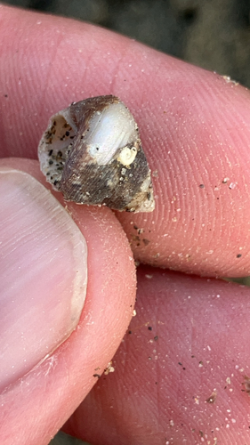 Gibbula adansoni, 2026-08-05