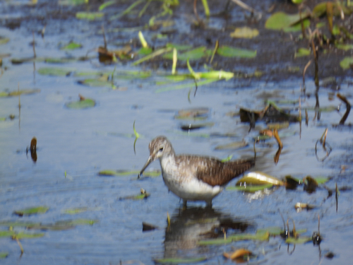 Solitary Sandpiper