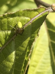 Araniella cucurbitina