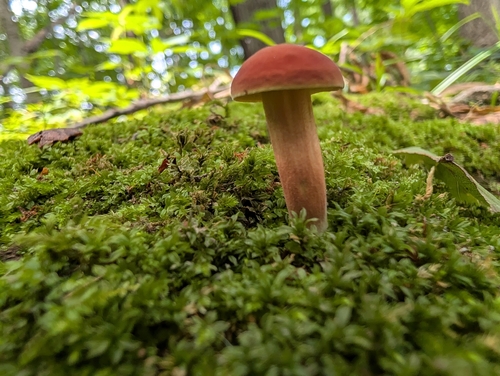 Ruby Bolete