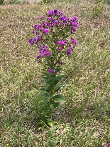 Western Ironweed