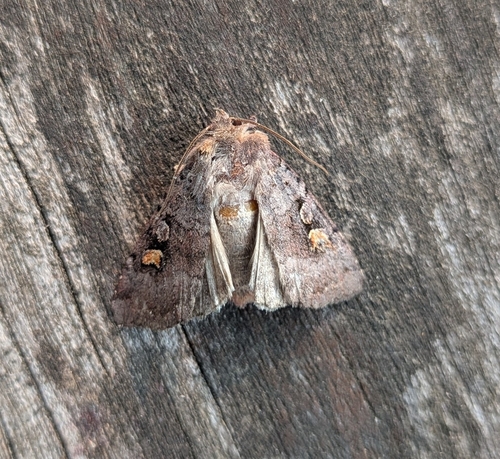 Adelphagrotis stellaris photo 3