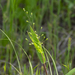 Heller's Rosette Grass - Photo (c) assmann, some rights reserved (CC BY-NC), uploaded by assmann
