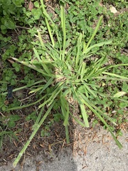 Poaceae