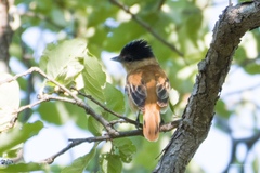 Pachyramphus major