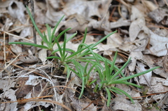 Phemeranthus rugospermus