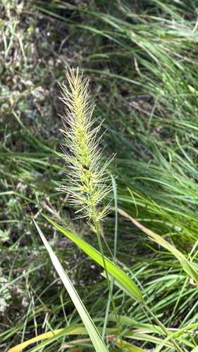 Setaria scheelei, photograph 6