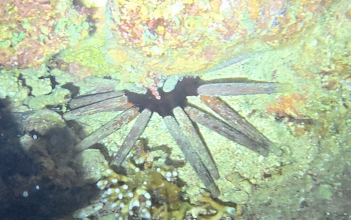 Phyllacanthus imperialis observed 2026-08-04