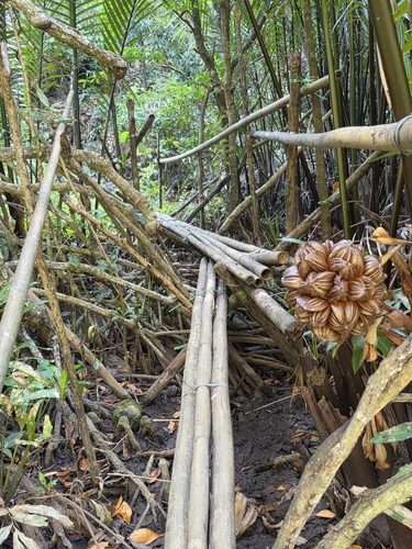 Nypa fruticans