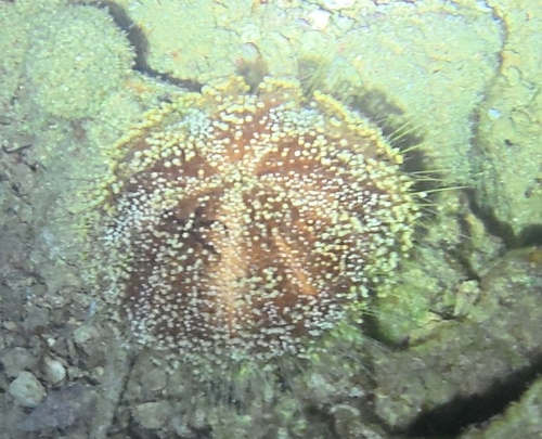 Asthenosoma observed 2026-08-04