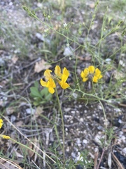 Hippocrepis comosa