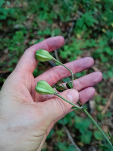 Martagon Lily