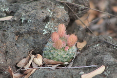 Mammillaria barbata