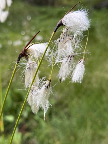 Eriophorum latifolium
