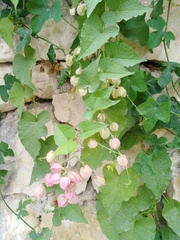 Antigonon leptopus