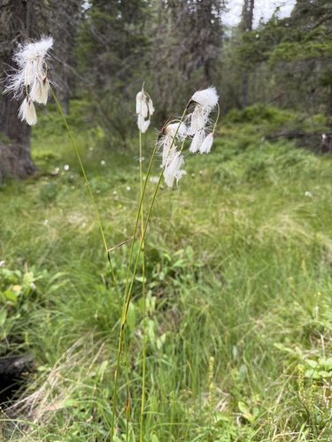Eriophorum latifolium, photograph 2