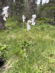 (c) Katrin Simon, some rights reserved (CC BY) Eriophorum latifolium, photograph (c) Katrin Simon, some rights reserved (CC BY)
