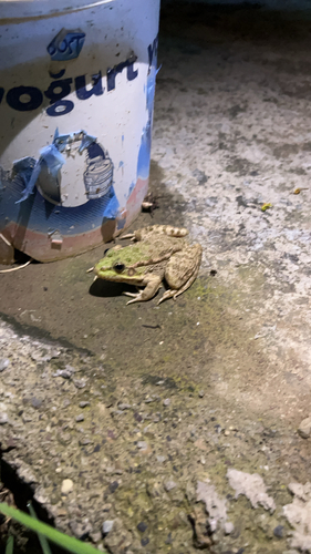 Marsh Frog