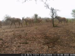 Hippotragus equinus koba