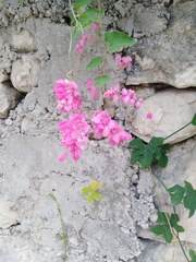 Antigonon leptopus