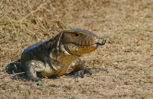 Paraguay Caiman Lizard