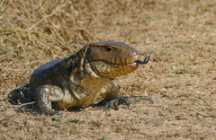 Paraguay Caiman Lizard photo 5