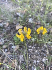 Hippocrepis comosa