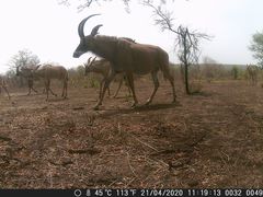 Hippotragus equinus koba