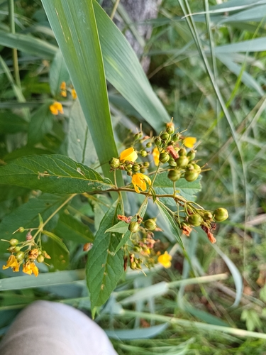Yellow Loosestrife