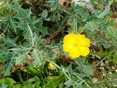 Argemone mexicana