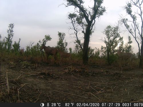 Western Hartebeest