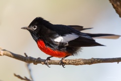 Painted Whitestart photo 4