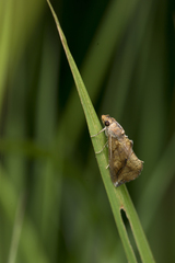 Plusiodonta coelonota