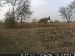 Hippotragus equinus koba