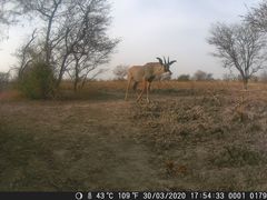 Hippotragus equinus koba