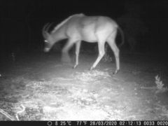 Hippotragus equinus koba