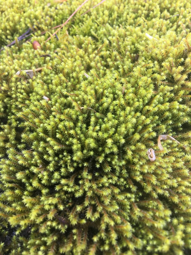 Ciliate hoarmoss from cherokee national forest hampton tn us on may