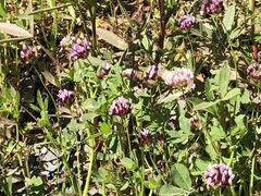 Trifolium wormskioldii
