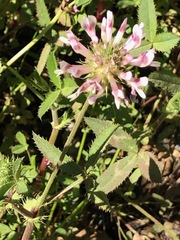 Trifolium wormskioldii