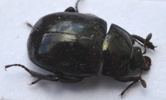 Sphaerites glabratus