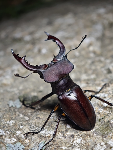 Lucanus fortunei
