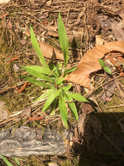 Dichanthelium laxiflorum