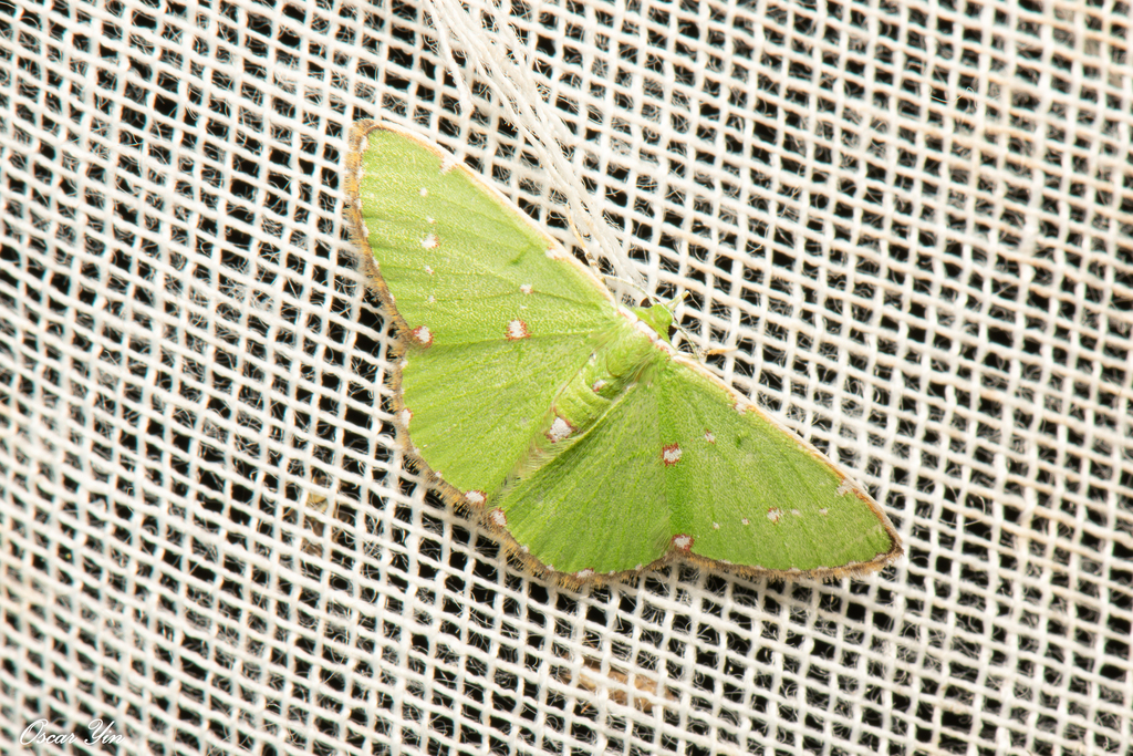 Argyrocosma inductaria