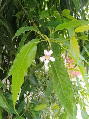 Catalpa longissima