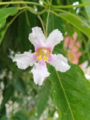 Catalpa longissima