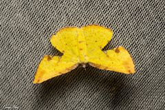Corymica spatiosa