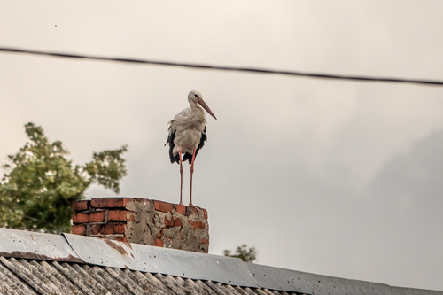 White Stork